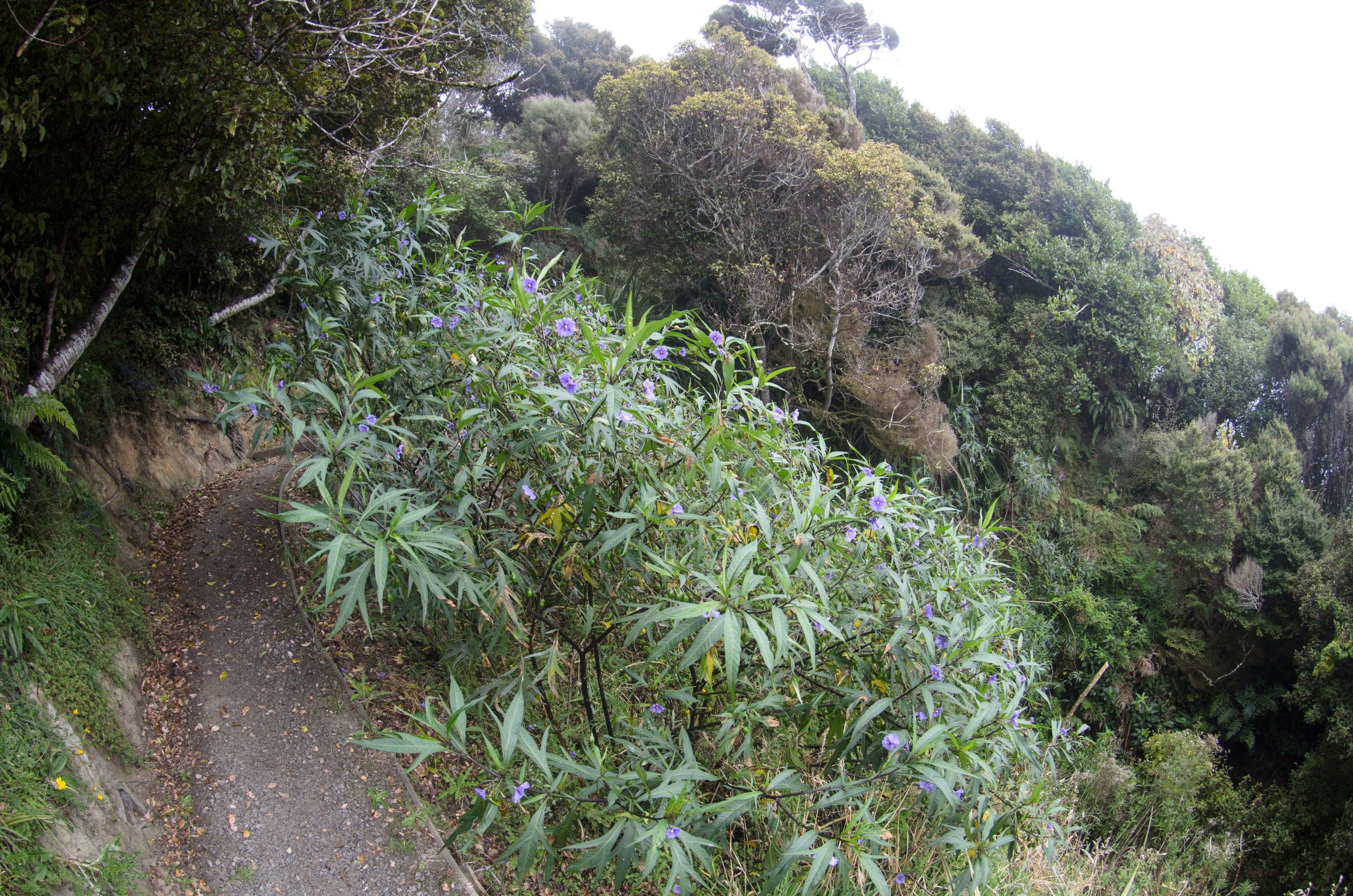 DSC_2631 – Adventure, Crispin, Island, March 2017, National Park, New, New Zealand, Rakiura, Solanum aviculare, South, Stewart, Zealand, poroporo